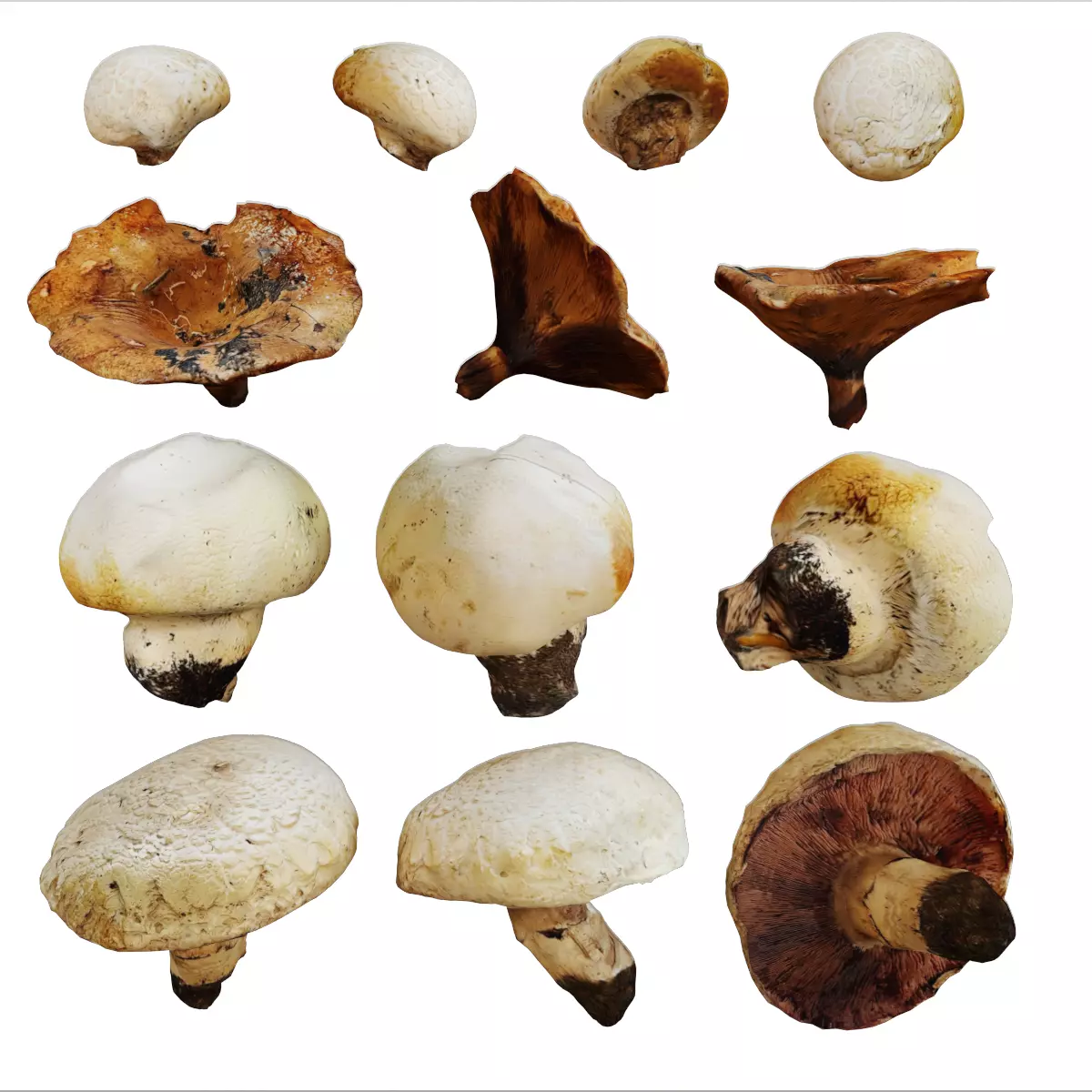 Field mushroom model set 3D model