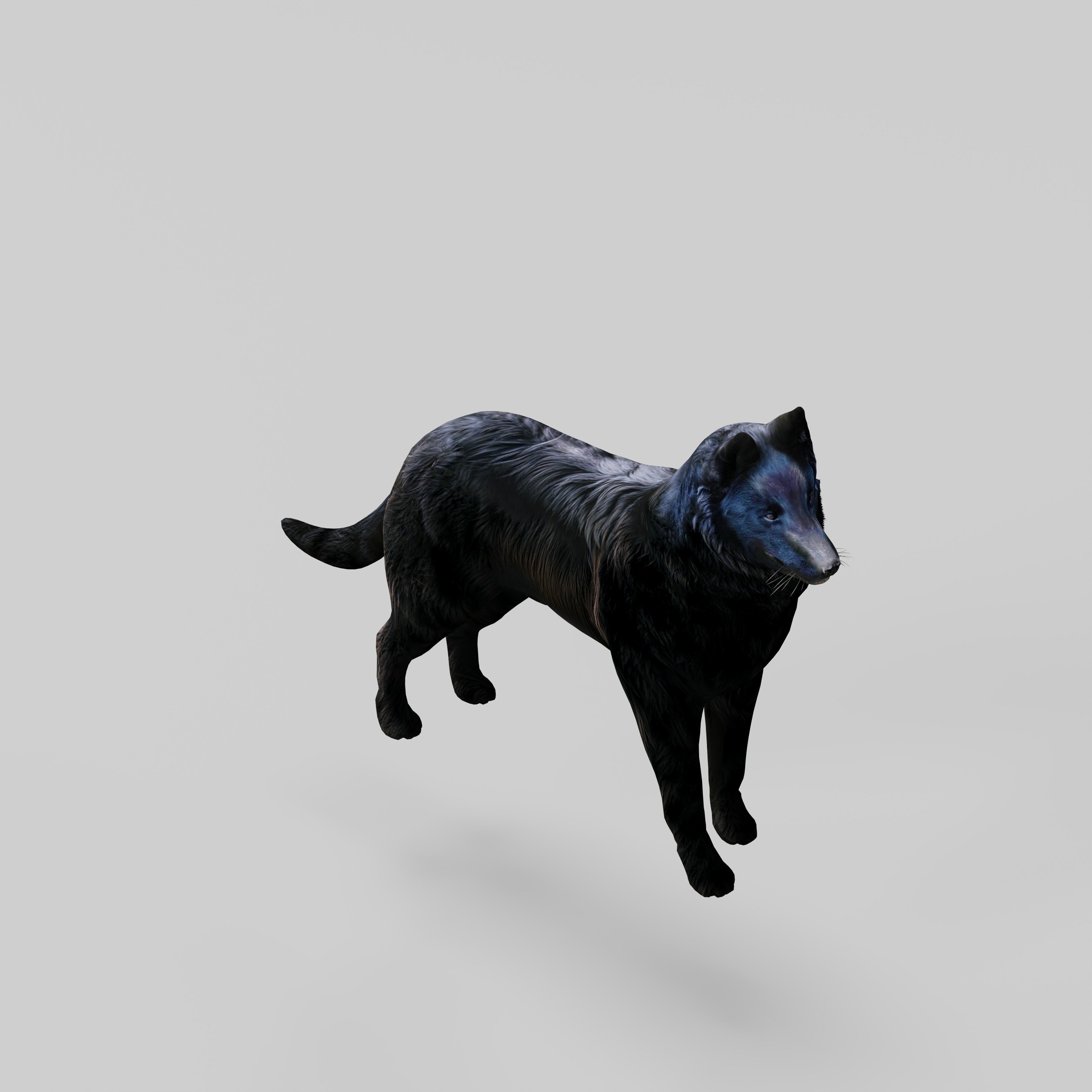 Groenendael Belgian Sheepdog Low-poly 3D model_36