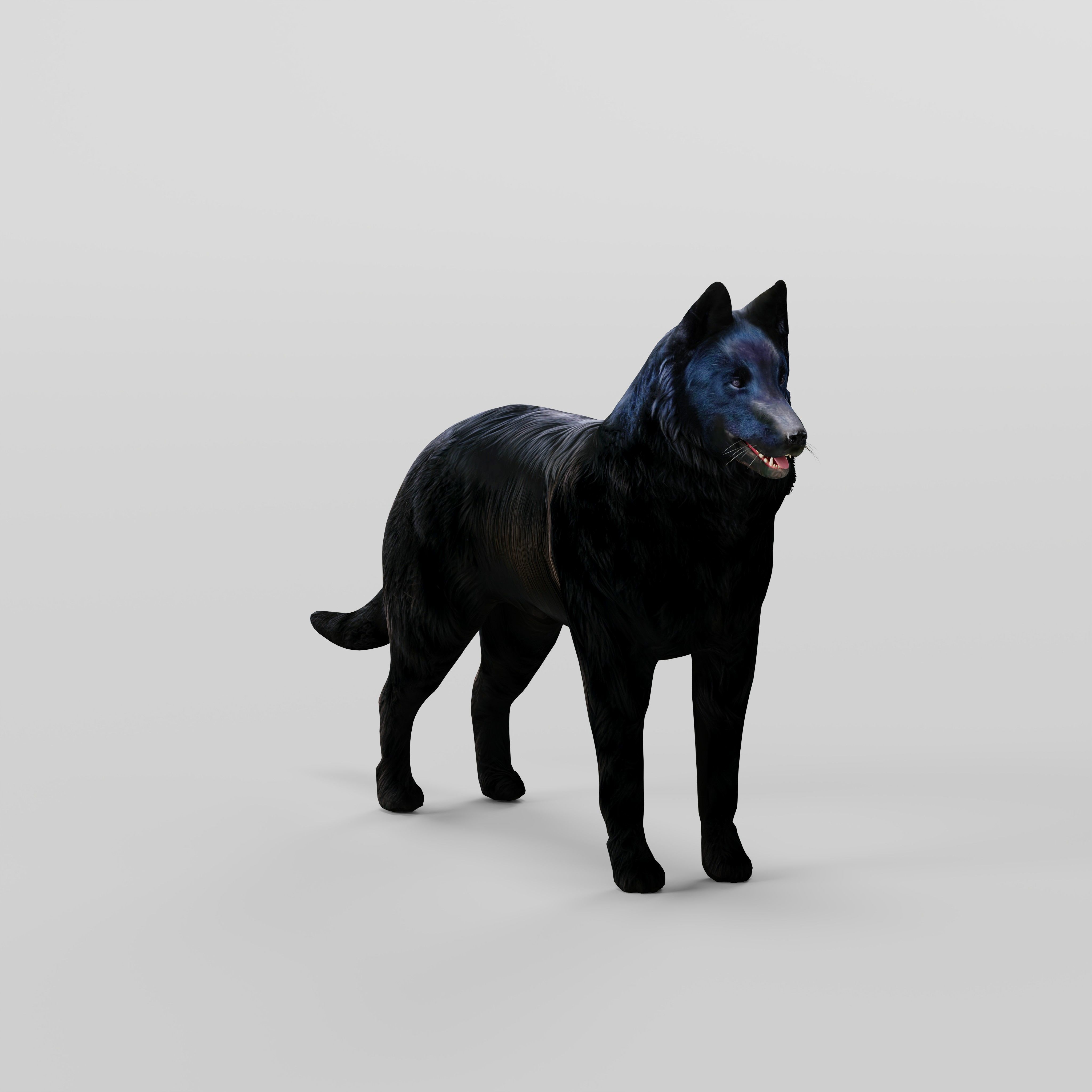 Groenendael Belgian Sheepdog Low-poly 3D model_31