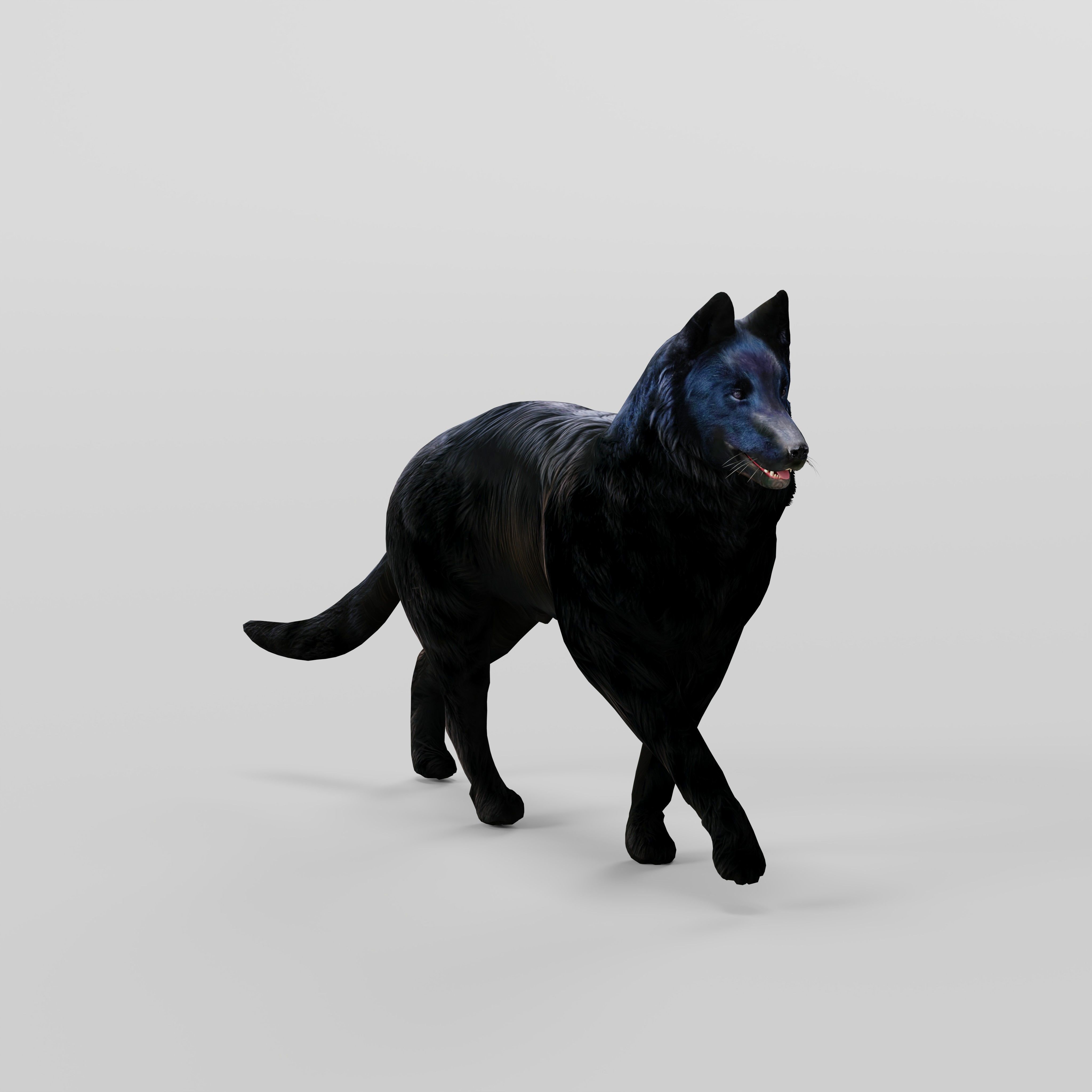 Groenendael Belgian Sheepdog Low-poly 3D model_37