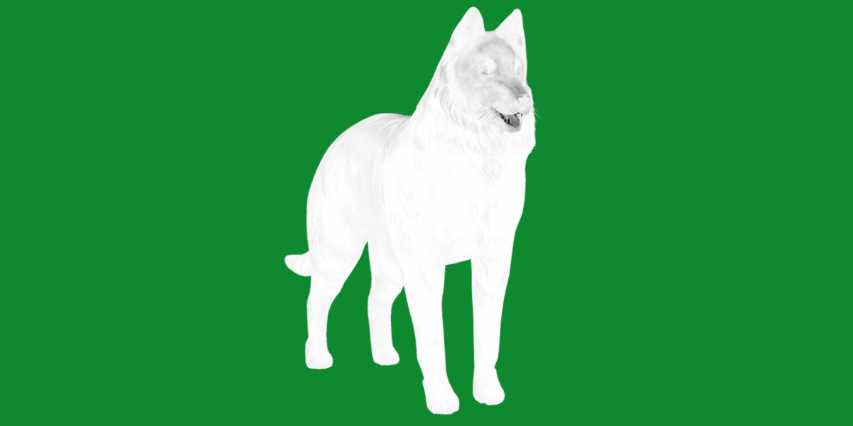 Groenendael Belgian Sheepdog Low-poly 3D model_7