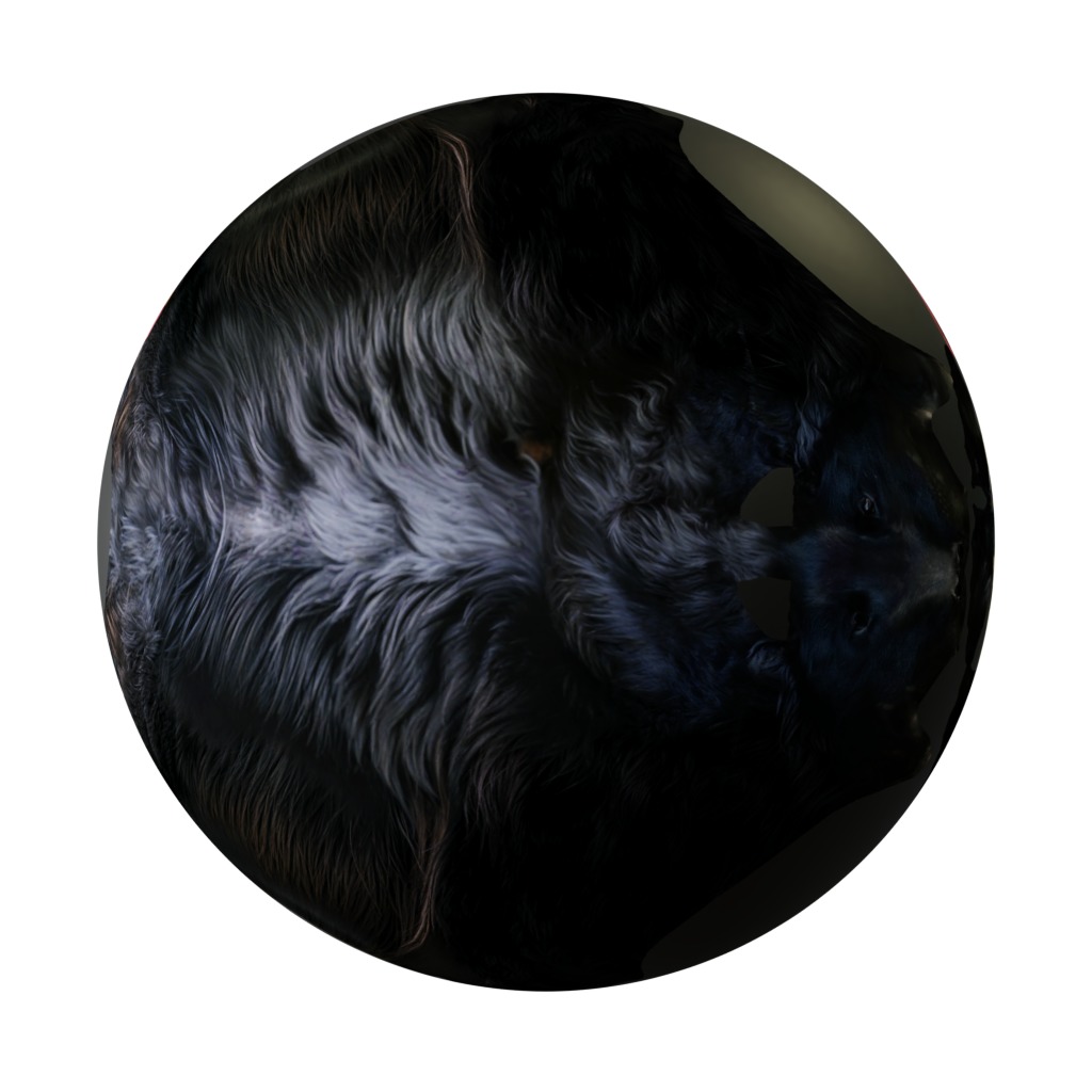 Groenendael Belgian Sheepdog Low-poly 3D model_29