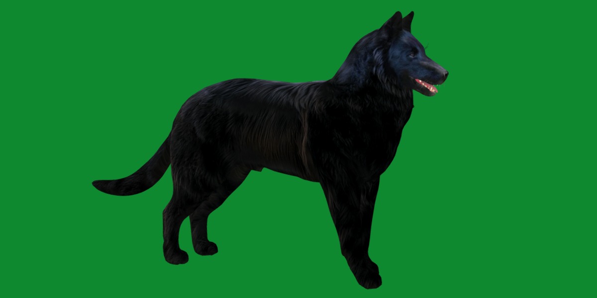 Groenendael Belgian Sheepdog Low-poly 3D model_21