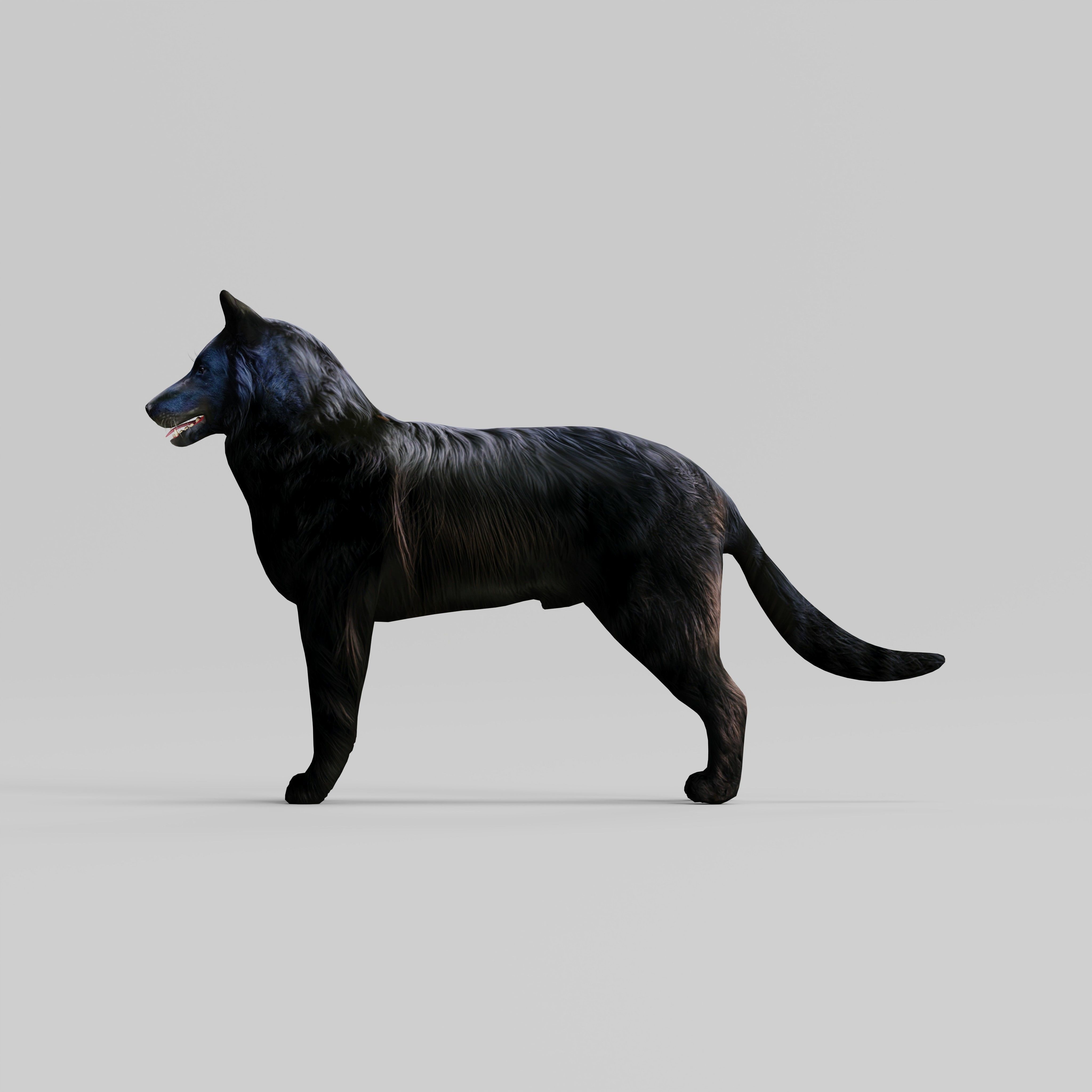Groenendael Belgian Sheepdog Low-poly 3D model_32