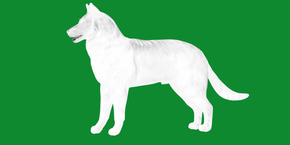 Groenendael Belgian Sheepdog Low-poly 3D model_6