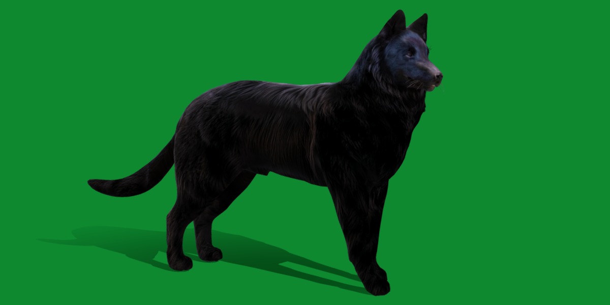 Groenendael Belgian Sheepdog Low-poly 3D model_15