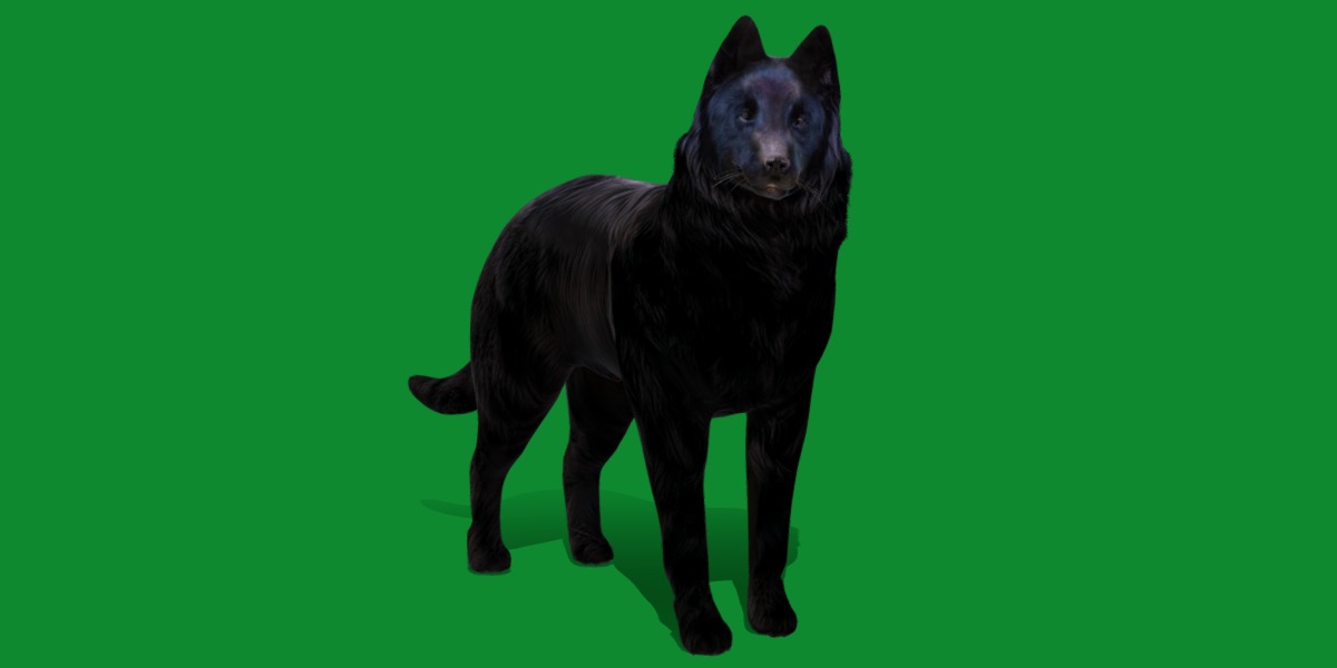 Groenendael Belgian Sheepdog Low-poly 3D model_4