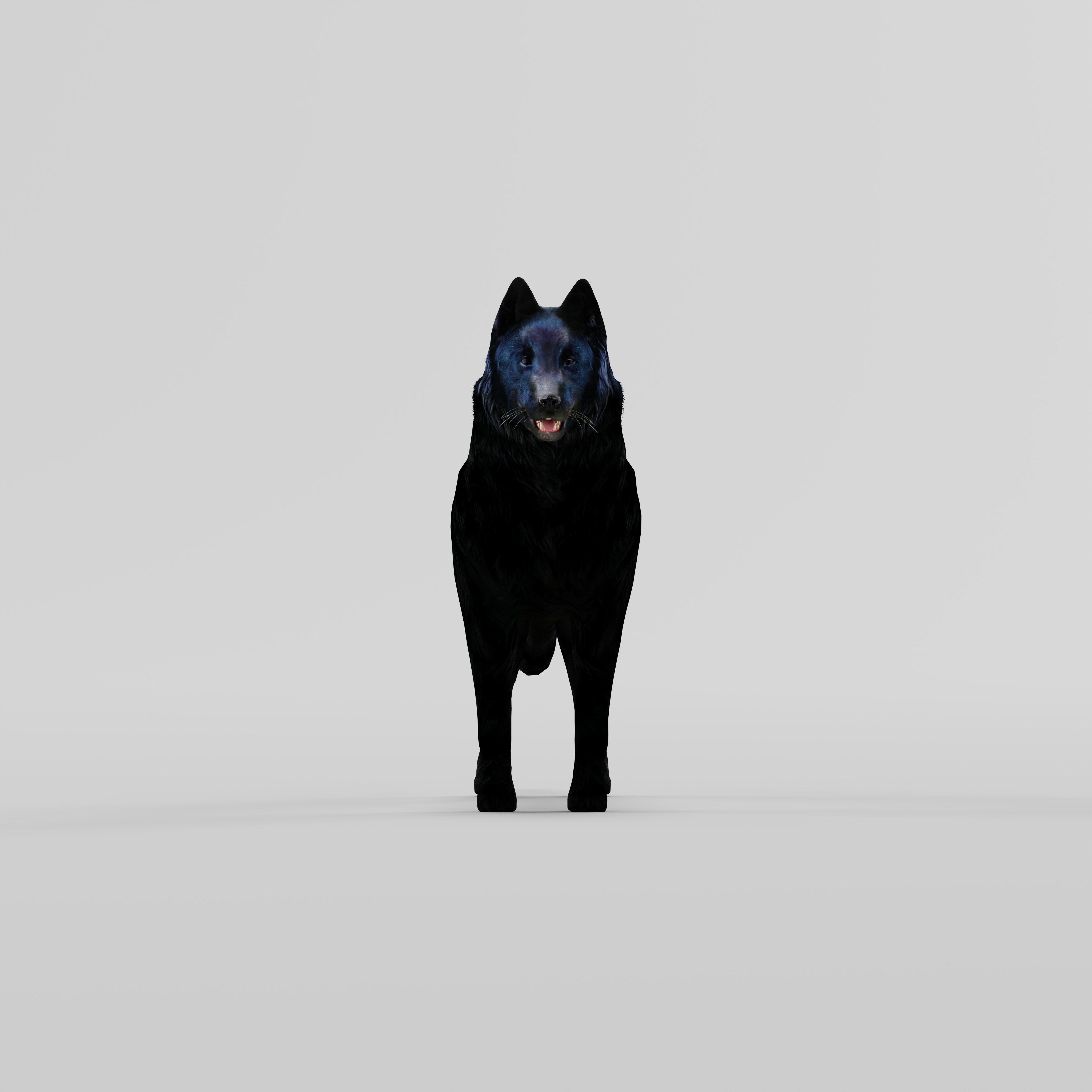 Groenendael Belgian Sheepdog Low-poly 3D model_33