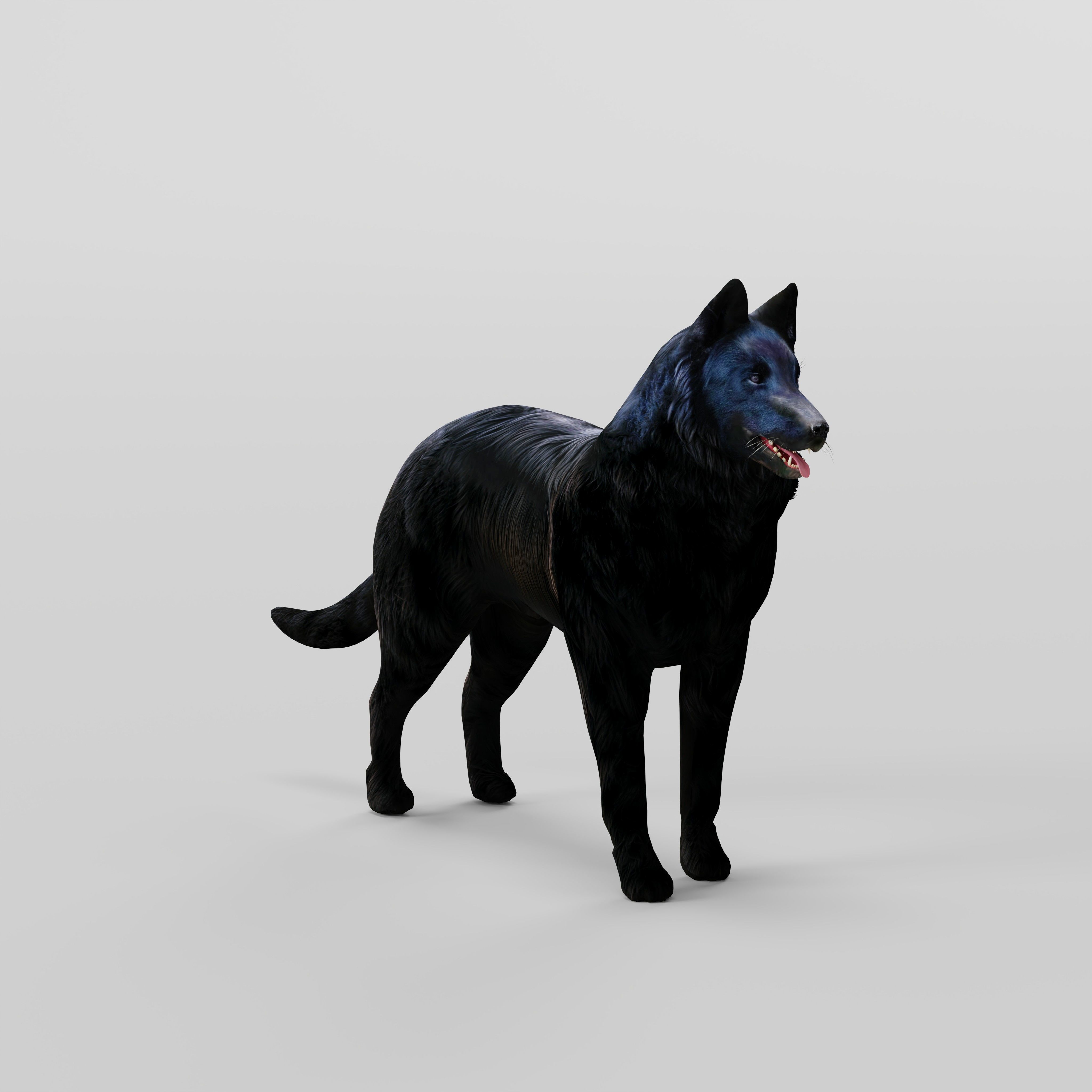 Groenendael Belgian Sheepdog Low-poly 3D model_35
