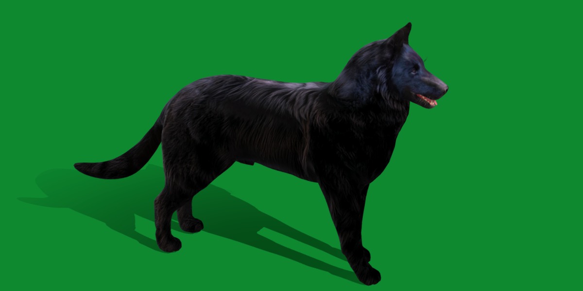 Groenendael Belgian Sheepdog Low-poly 3D model_26