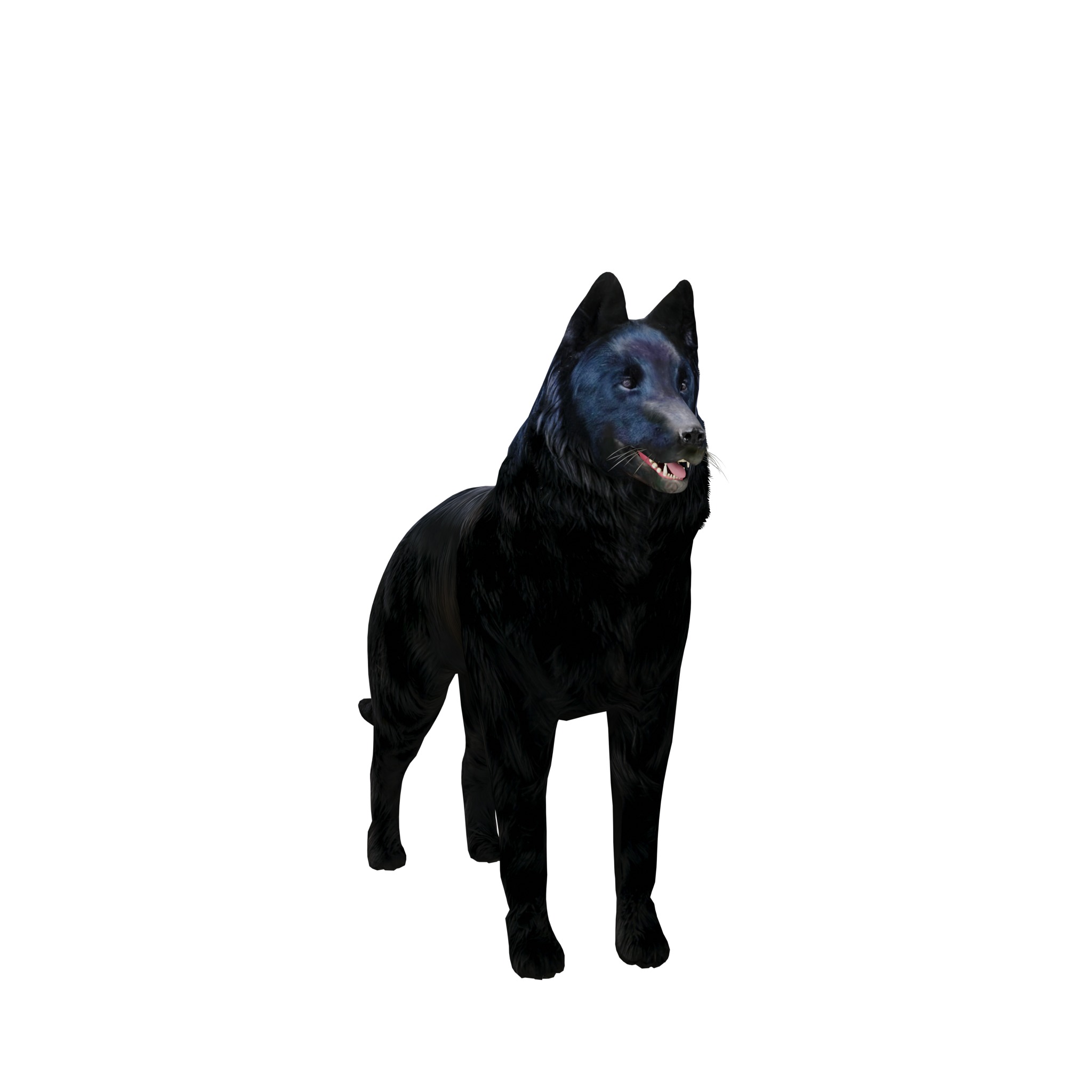 Groenendael Belgian Sheepdog Low-poly 3D model_3
