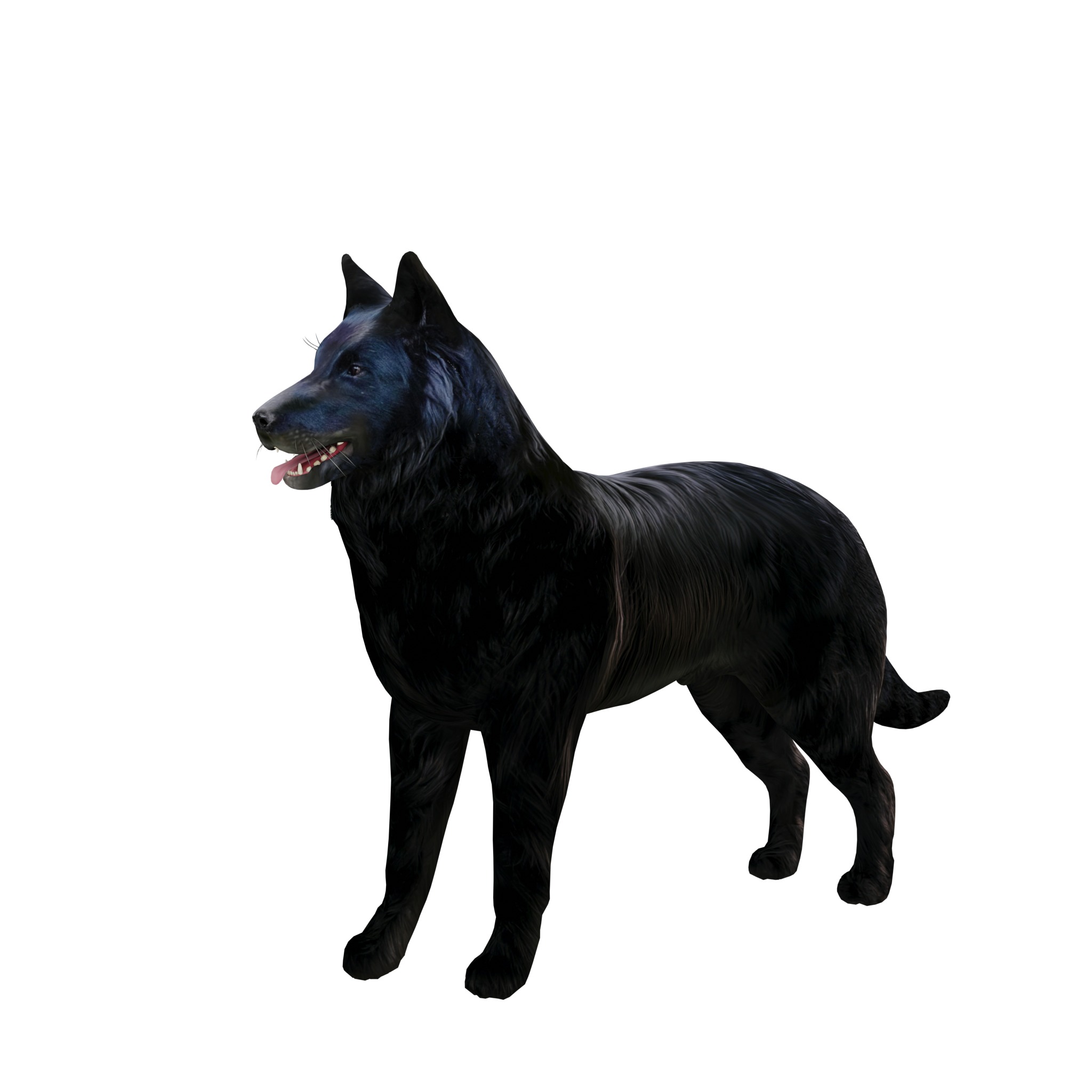 Groenendael Belgian Sheepdog Low-poly 3D model_2