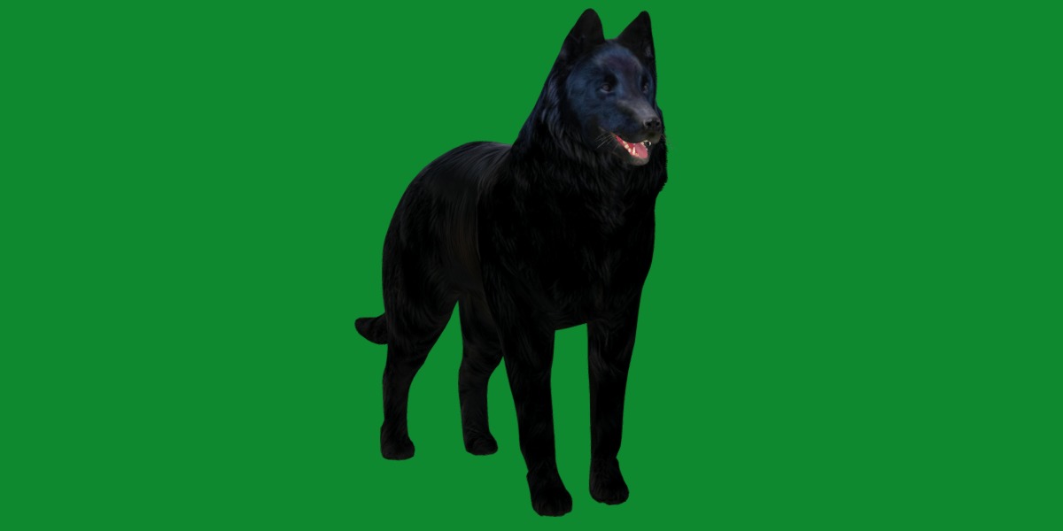 Groenendael Belgian Sheepdog Low-poly 3D model_9