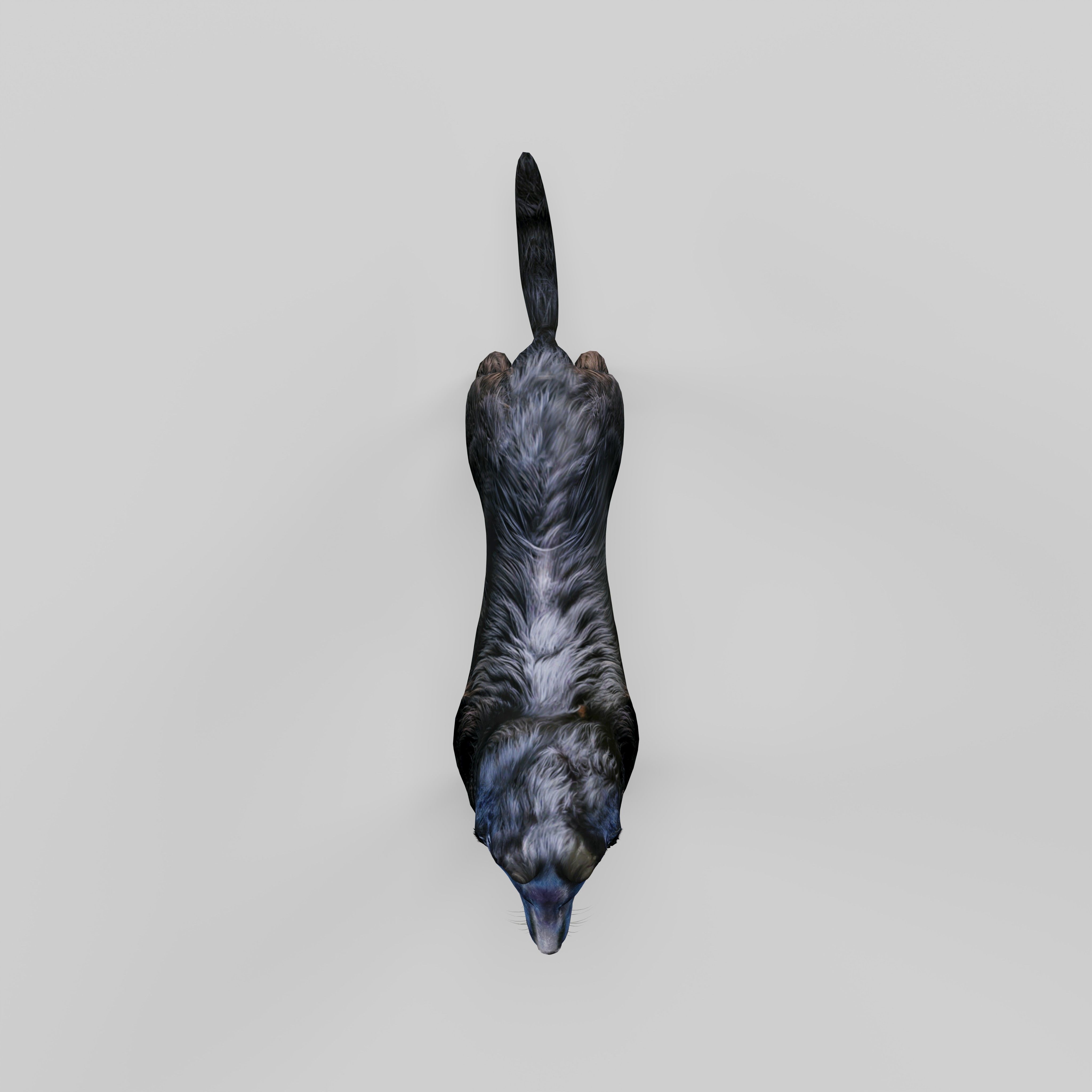 Groenendael Belgian Sheepdog Low-poly 3D model_34