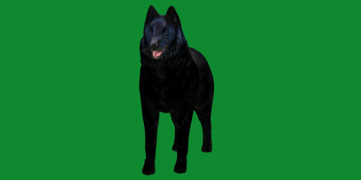 Groenendael Belgian Sheepdog Low-poly 3D model_22