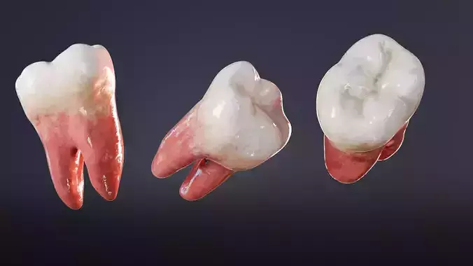 Teeth 3D model Realistic