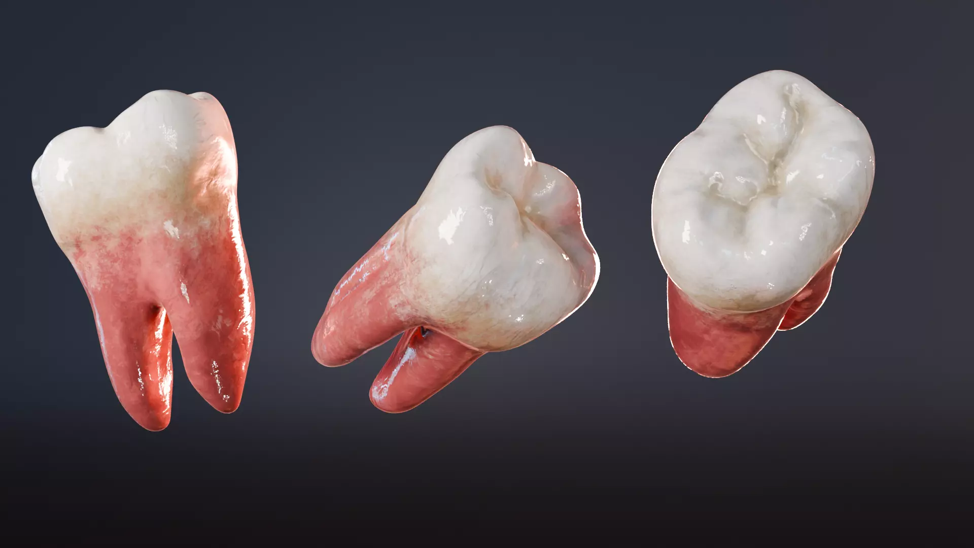 Teeth 3D model Realistic Low-poly 3D model_0
