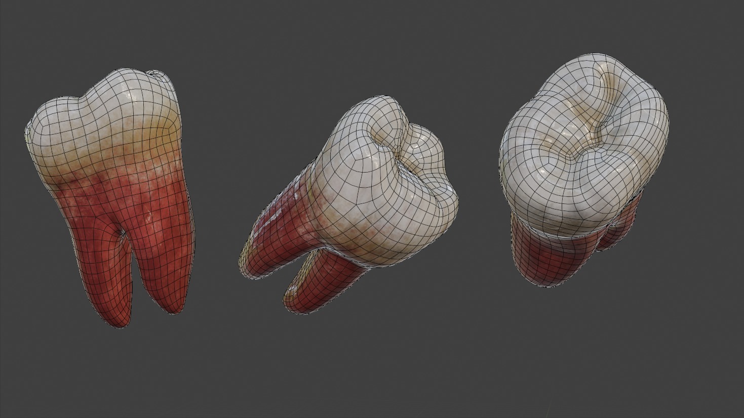 Teeth 3D model Realistic Low-poly 3D model_1