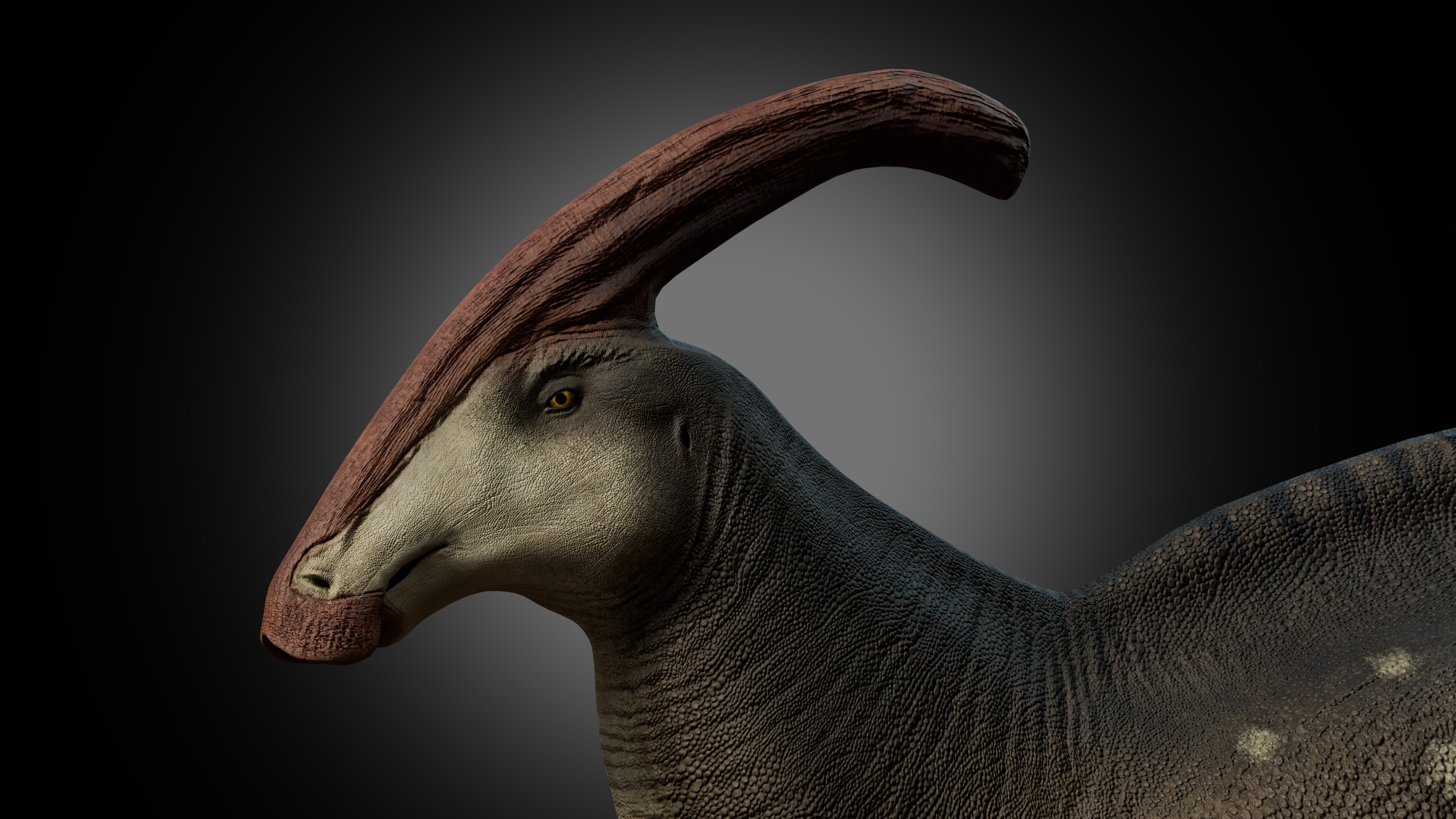 Parasaurolophus walkeri Low-poly 3D model_3