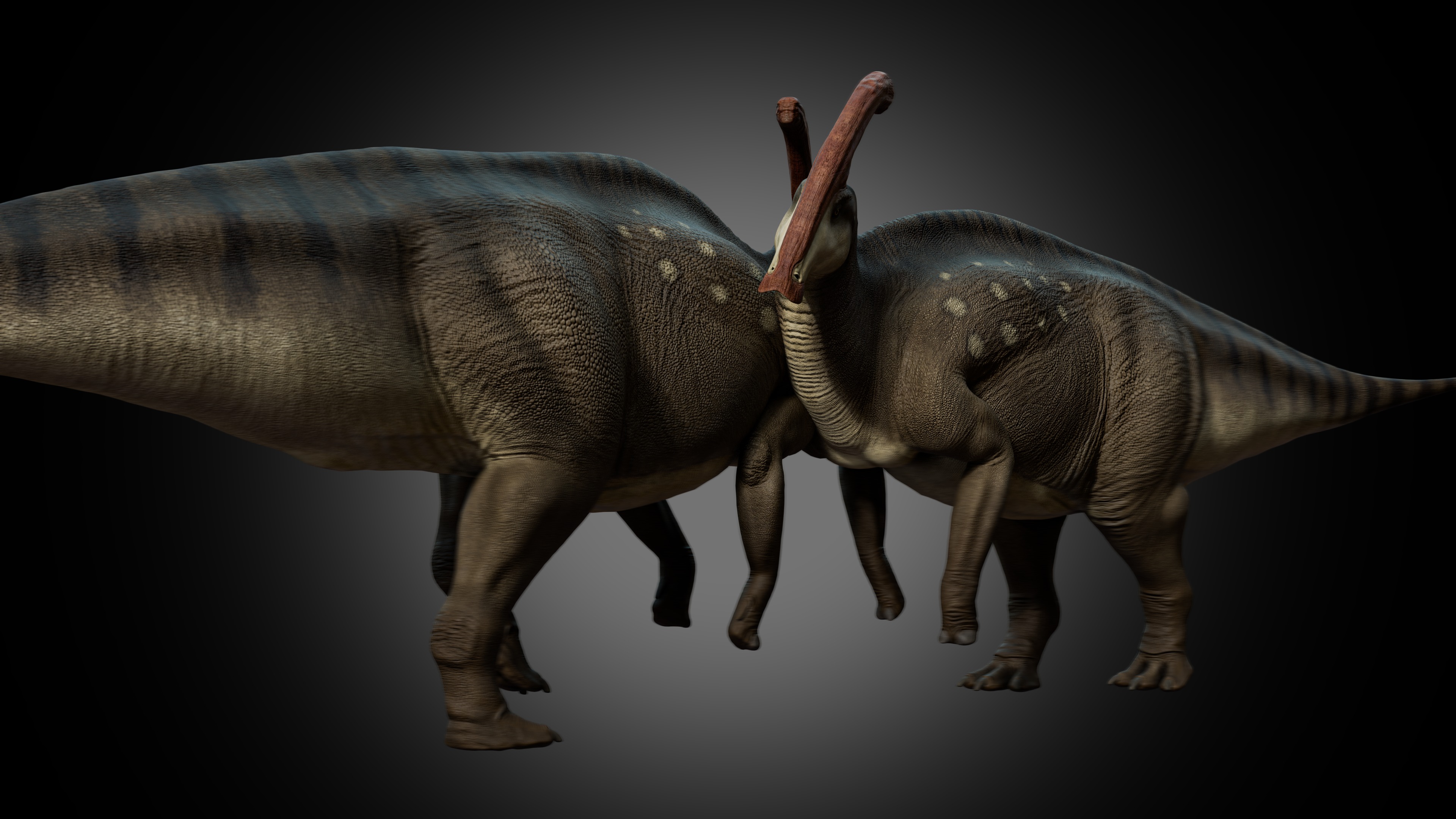Parasaurolophus walkeri Low-poly 3D model_4