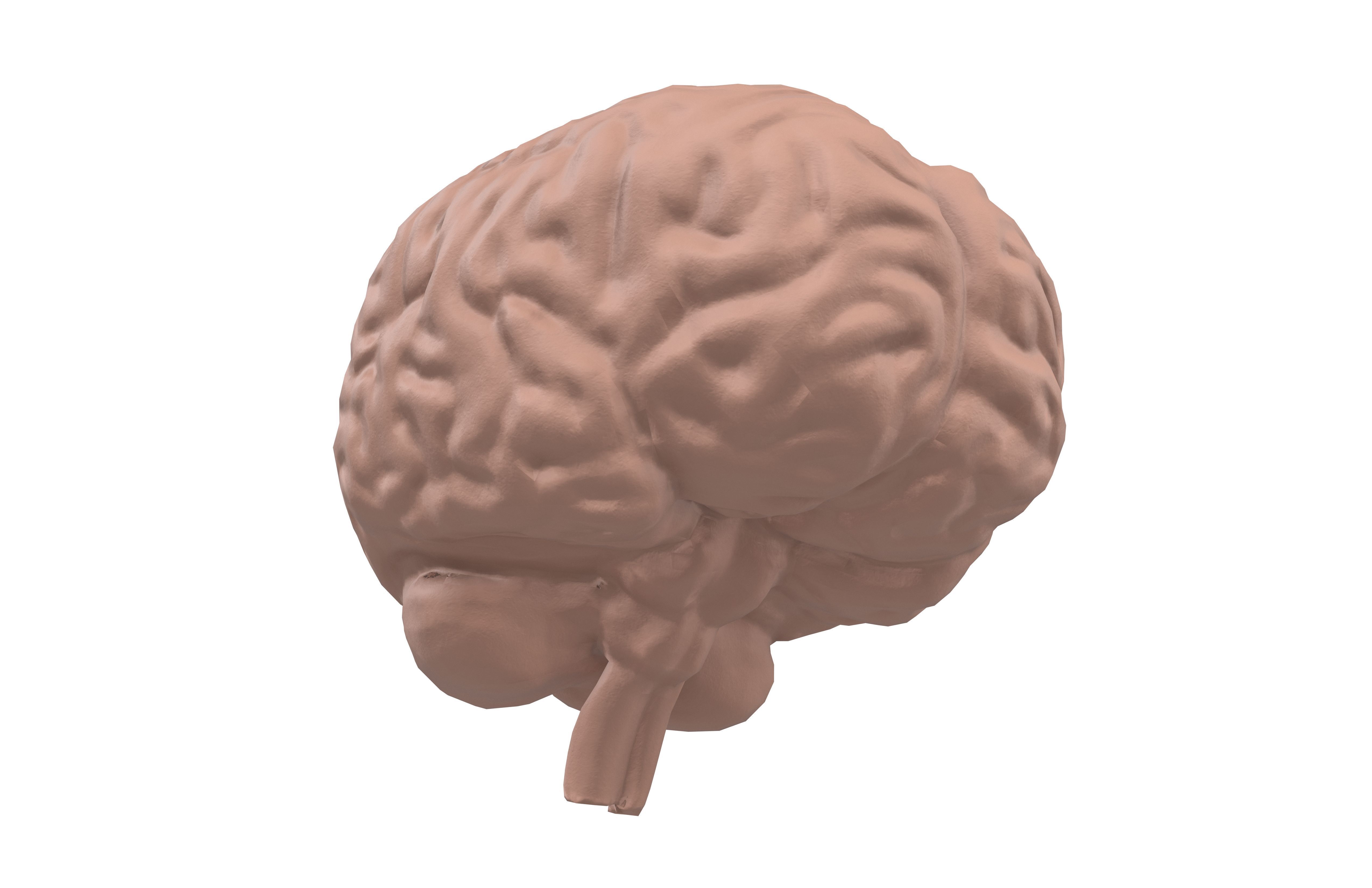 Brain Icon v1 001 Low-poly 3D model_3
