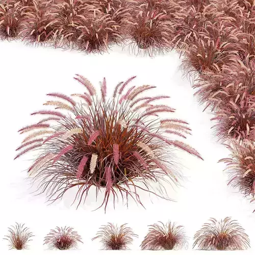 Pennisetum setaceum Rubrum