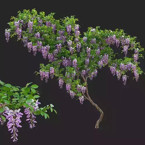 Wisteria
