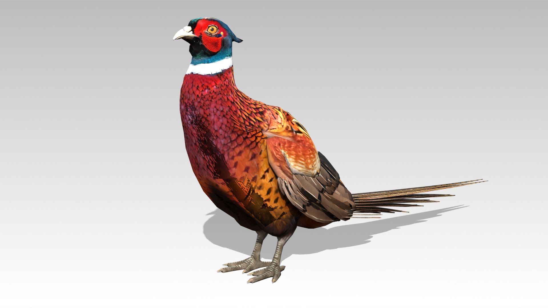 Pheasant Low-poly 3D model_6