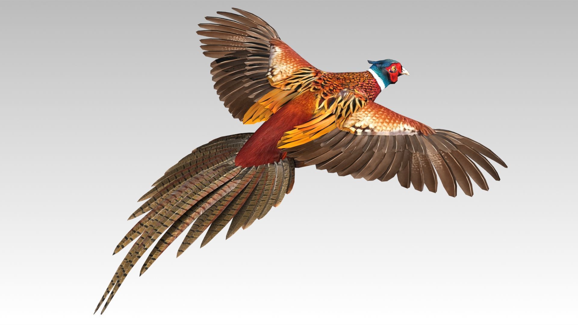 Pheasant Low-poly 3D model_8