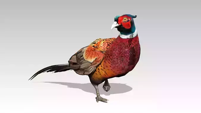 Pheasant Low-poly 3D model