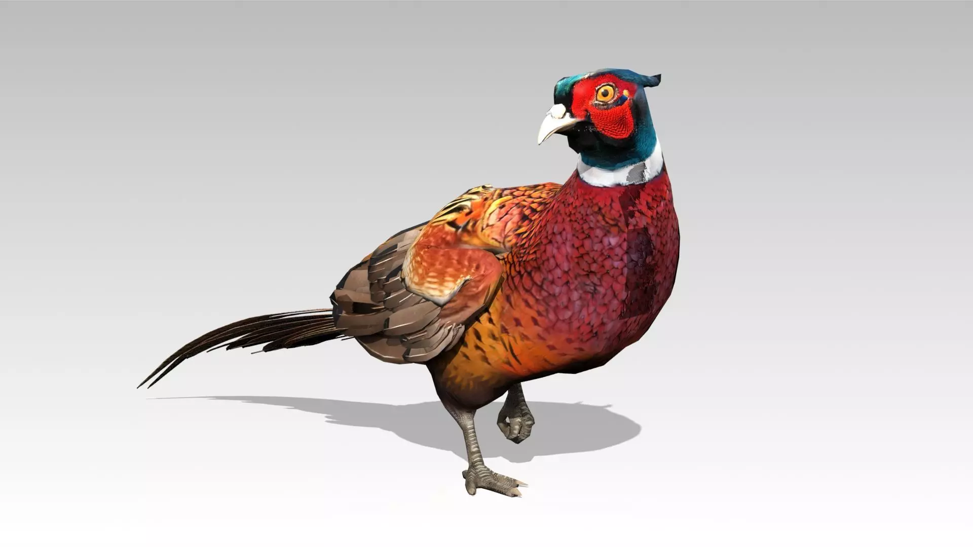 Pheasant Low-poly 3D model_0