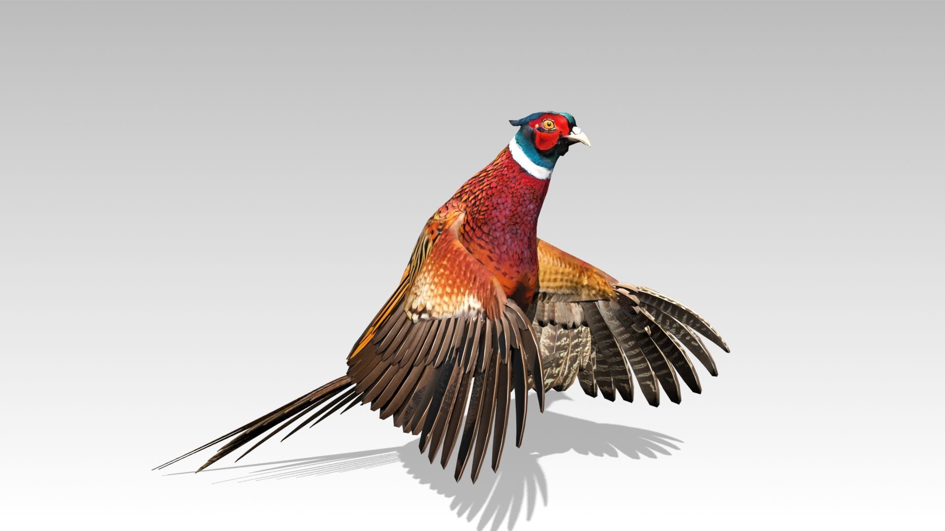 Pheasant Low-poly 3D model_11