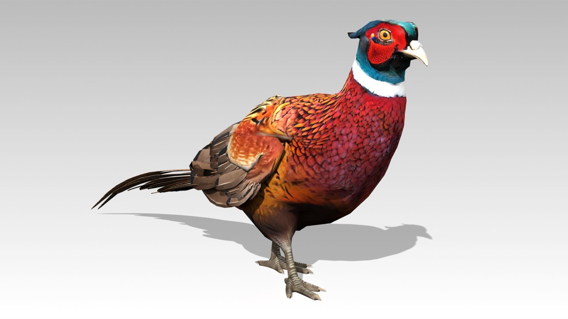 Pheasant Low-poly 3D model_12