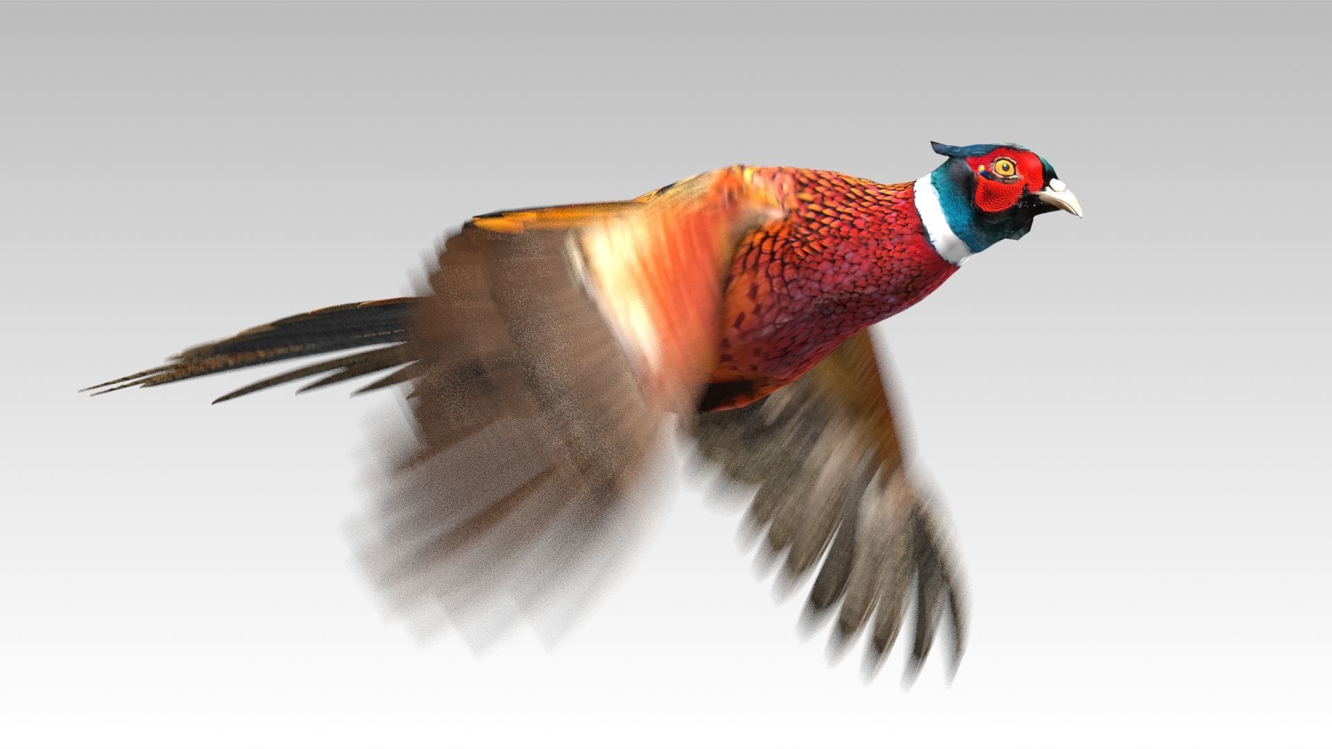 Pheasant Low-poly 3D model_14