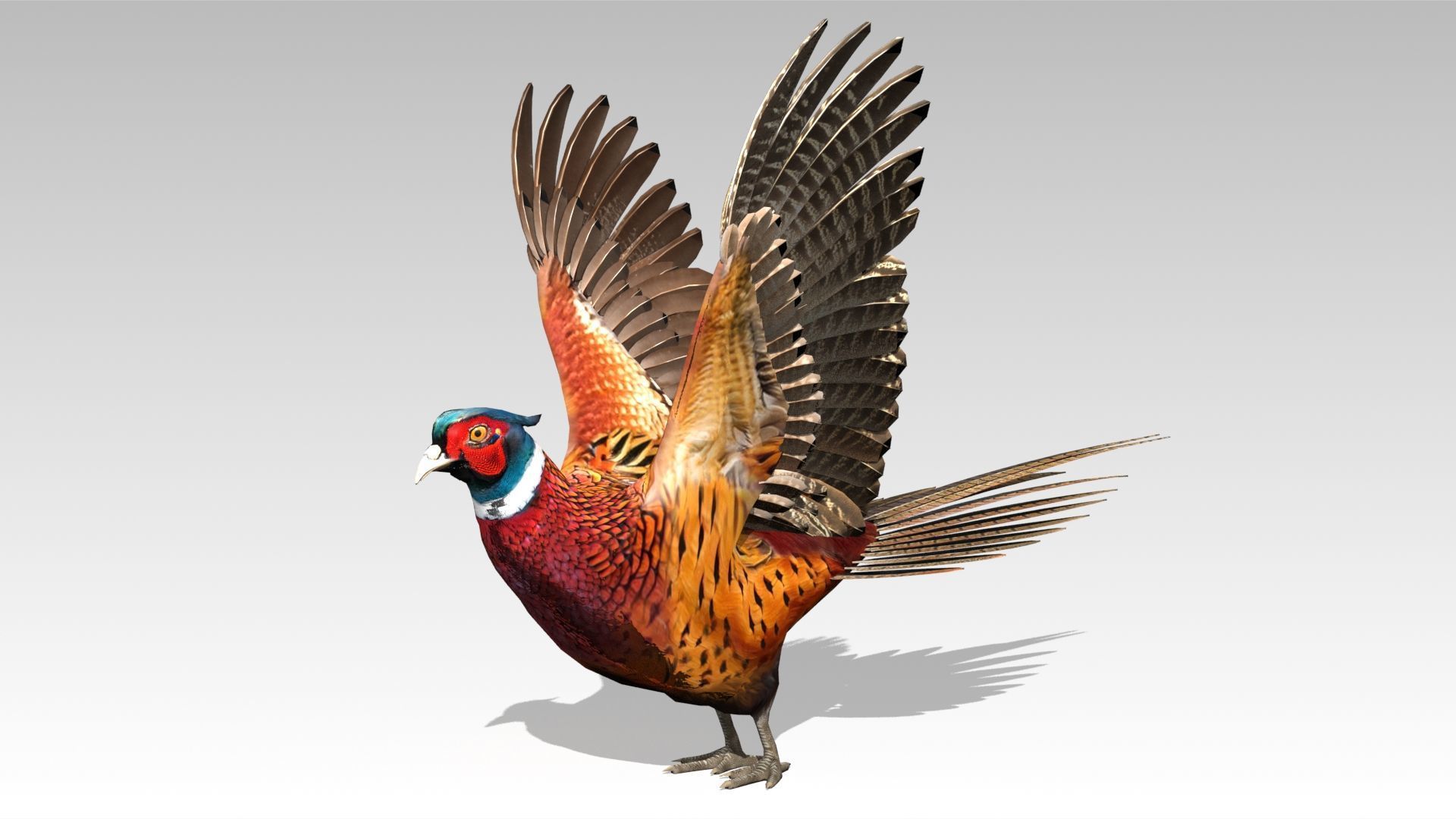 Pheasant Low-poly 3D model_7