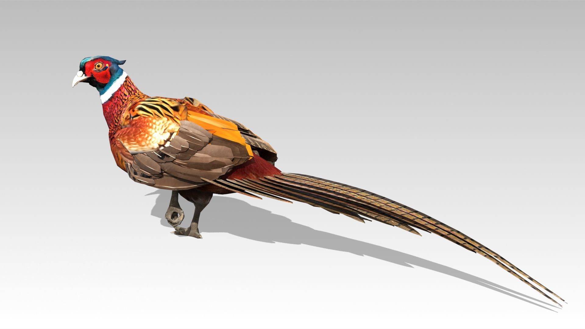 Pheasant Low-poly 3D model_3