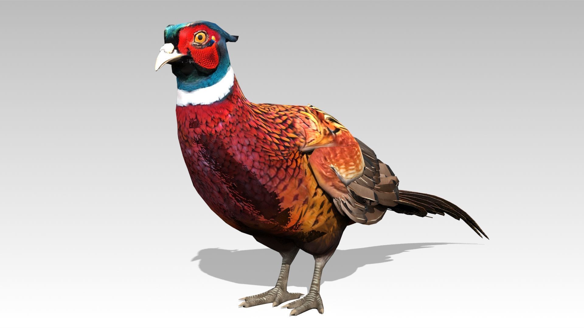 Pheasant Low-poly 3D model_2