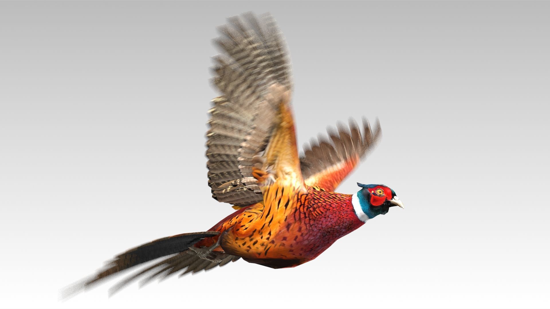 Pheasant Low-poly 3D model_10