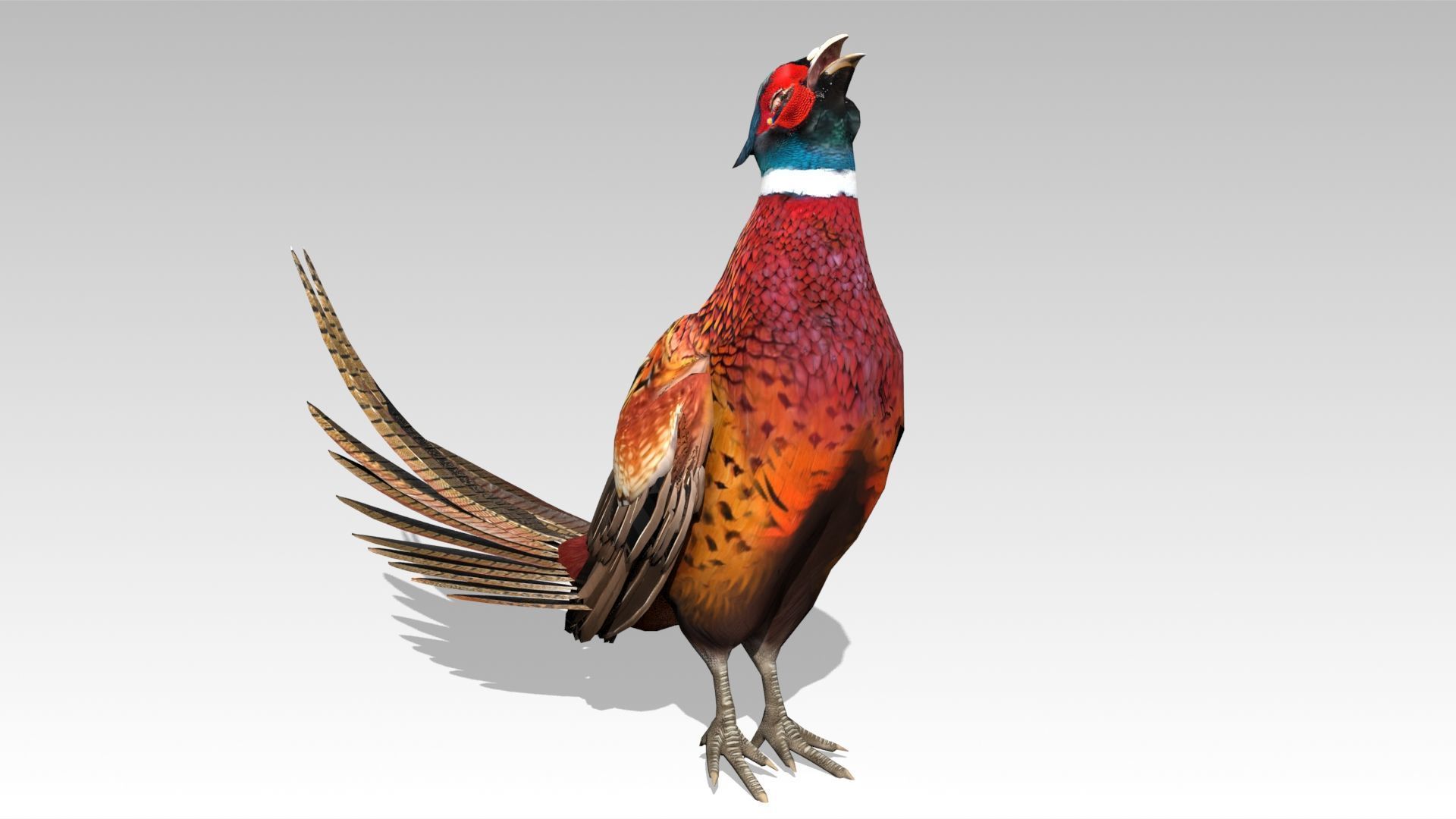 Pheasant Low-poly 3D model_4