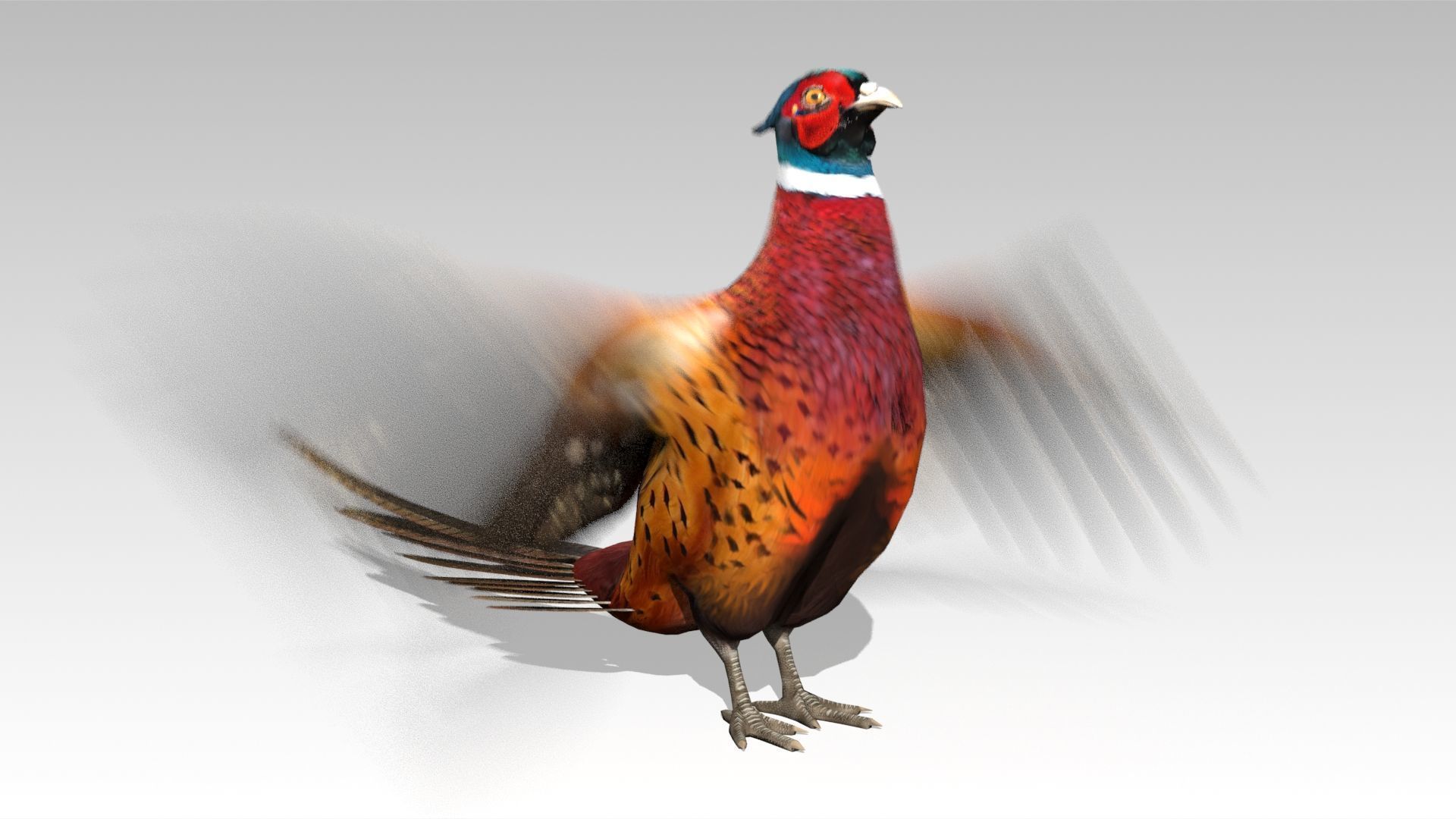 Pheasant Low-poly 3D model_5