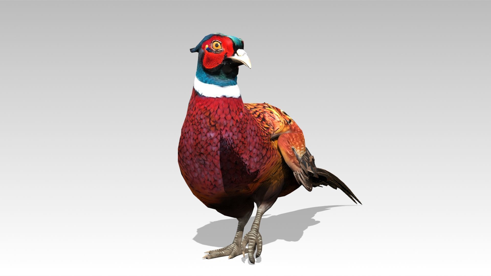 Pheasant Low-poly 3D model_13
