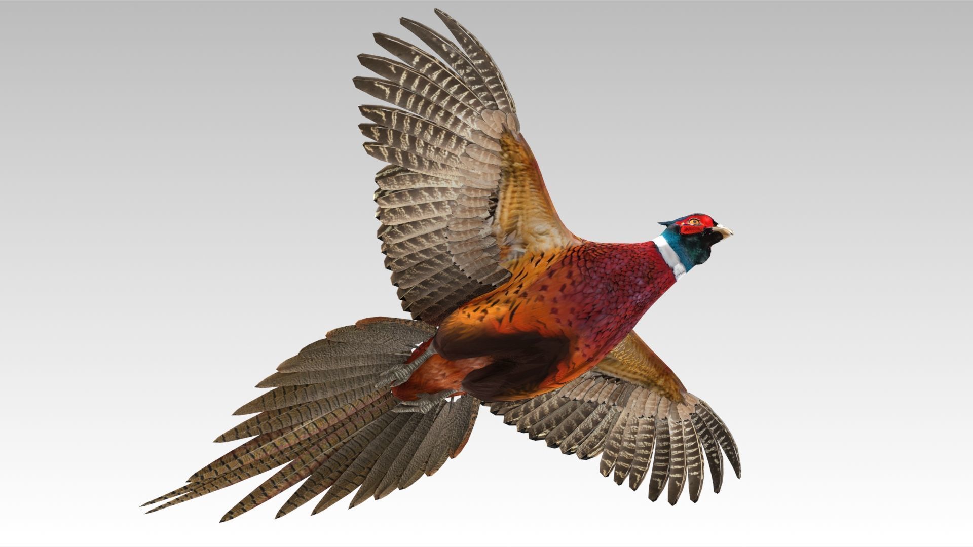 Pheasant Low-poly 3D model_9