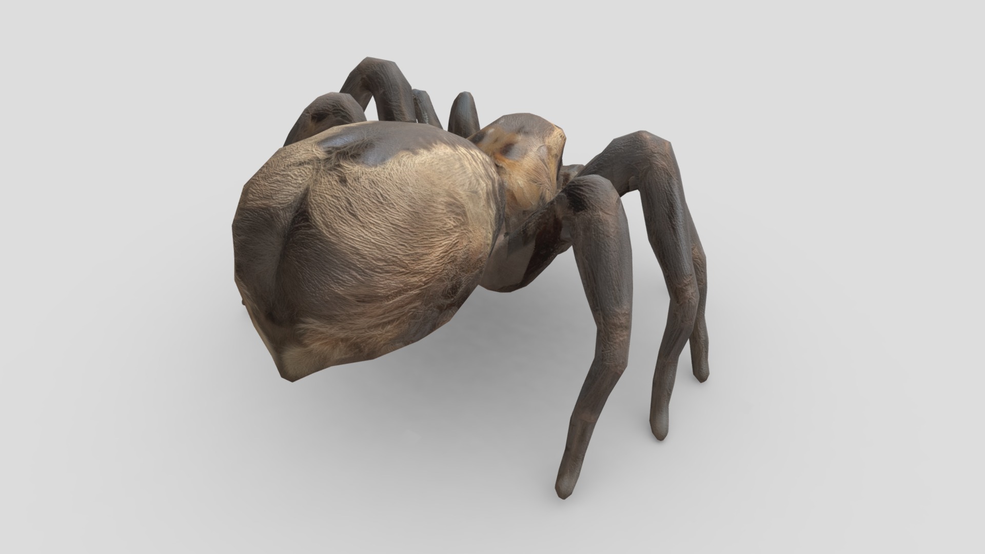 Tarantula Low-poly 3D model_7
