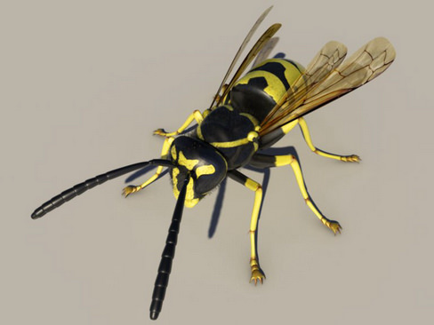 Wasp Vespula 3D model_4