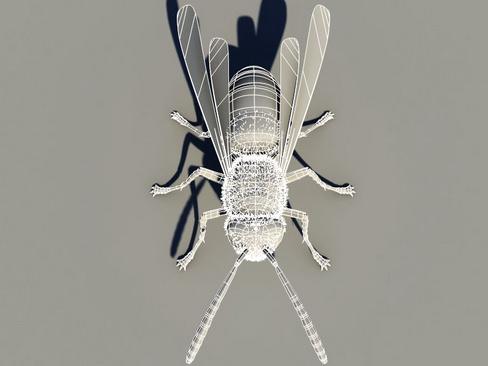 Wasp Vespula 3D model_11