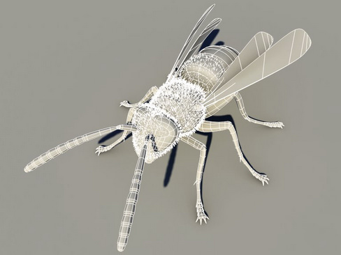 Wasp Vespula 3D model_10