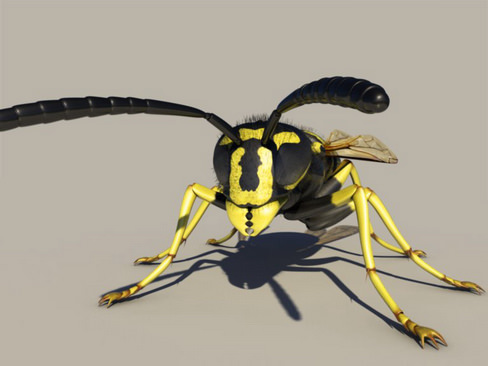 Wasp Vespula 3D model_1