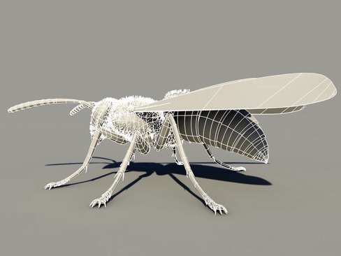 Wasp Vespula 3D model_8