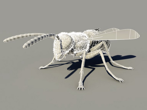 Wasp Vespula 3D model_6