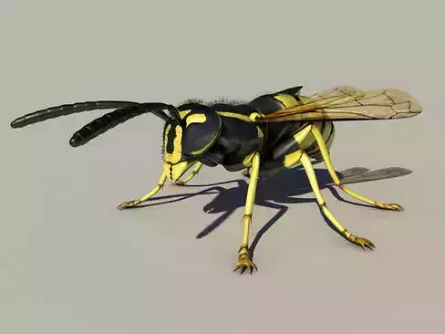 Wasp Vespula 3D model